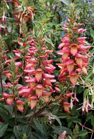 Digiplexis® is an exciting new genus in the temperennial world. Digiplexus Illumination Flame Beautiful Flowers Garden Part Shade Plants Plants