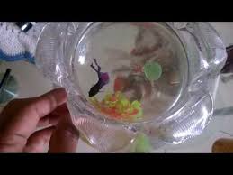Both bettas and angelfish are extremely territorial fish. Angry Betta Fish Youtube