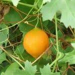 Image result for Momordica balsamina