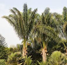 Image result for Usteria guineensis