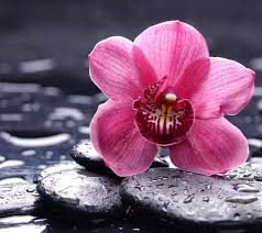 This mesmerizing spinner is made with durable polyester fabric that is stain, uv and weather resistant. Zen Flower Wallpapers Top Free Zen Flower Backgrounds Wallpaperaccess