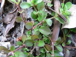 Image result for Polycarpon prostratum