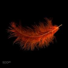 La Plume De Ma Tante Feather Black Backgrounds Indigo