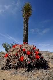 All places, streets and buildings photos from satellite. California Archive Echinocereus Online