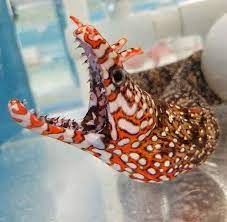 Have You Appreciated The Terrifying Beauty Of The Japanese Dragon Eel Today 123movie Japanese Dragon Ocean Creatures Creature Picture