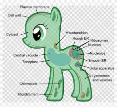 Check spelling or type a new query. Eukaryotic Cells My Little Pony Clipart Plant Cell Png Download 2068487 Pikpng
