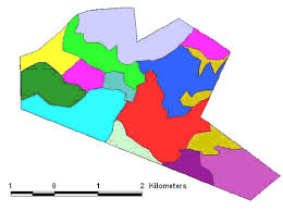 Image result for Trichoneura grandiglumis