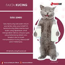 Apabila kucing sakit, daun telinga kucing menjadi dingin 4. Powercat Malaysia Official Susu Lembu Untuk Si Manja Boleh Ke Kucing Sebenarnya Tak Boleh Minum Susu Lembu Atau Susu Kotak Ye Adik Susu Berlaktosa Atau Bergula Boleh Menyebabkan Kucing Mengalami