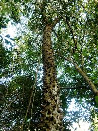 Image result for Zanthoxylum usambarense