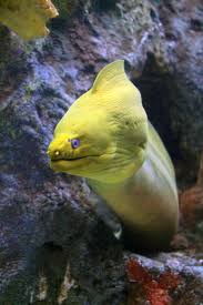The Green Moray Eel Is A Blue Grey Fish With A Yellow Mucous Coating Making It Look Green Ocean Creatures Sea Animals Ocean Animals