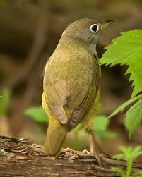 Black Bird With Yellow Beak And White Belly I Ve Never Seen A Bird Like This Here Tiny Just A Little Bigger Than A Hummingbird Soft Gray On Top Pale Yellow Belly T Bird Feathers Bird Bird Pictures