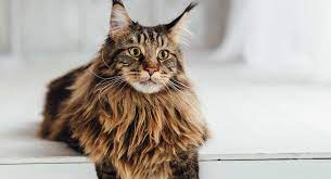 She reportedly wasn't as responsive to complex training as the film's. Maine Coon Cat Information Center A Guide To The Giant Cat Breed