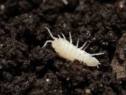 Image result for Isoberlinia tomentosa