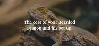 The size guide you saw above are meant for 1 for example, placing a young growing bearded dragon into a small cage will prevent it from growing. Bearded Dragon Costs How Much It Costs To Own A Bearded Dragon Exoticdirect