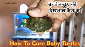 How To Care Baby Turtle How To Care Turtle Hindi Urdu In 2020 How To Care Baby Baby Turtles Turtle