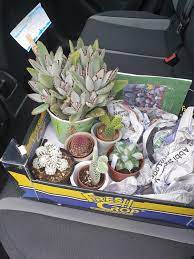 A place where they sell plants? Not A Bad Day Out To A Local Cactus Farm Near Me In The Uk Will Post A Picture Or The Place Inside In The Comments Succulents