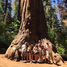 Oct 24, 2020 · the redwoods are a combination of redwood national and state parks that spread all up the northern coast of california.this means there is a good amount of ground to cover and a lot of cool things to do in redwood national park. Where To Find Redwood Trees In Yosemite Yosemite Adventure Company