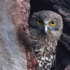 They also have been known to eat falcons an. Powerful Owl Meeppa