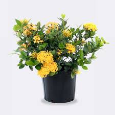 Image result for Ixora