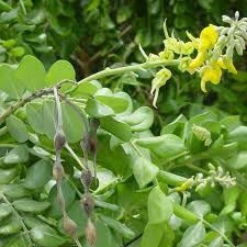 Image result for Sophora tomentosa