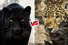 This topic is locked from further discussion. Compare Jaguar Vs Black Panther Compare Animal