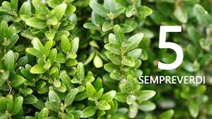 Caprifoliaceae arbusti sempreverdi a portamento ramificato con foglie verdi e lucide. 5 Piante Sempreverdi Da Giardino Da Non Perdere Pianteinforma It