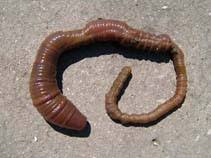 Image result for Aneilema arenicola