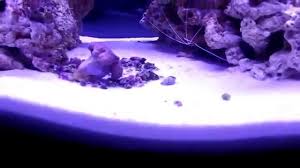 Orbit Marine Led Lighting System By Current Special Effects Youtube