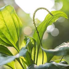 Image result for Lepidagathis plantaginea