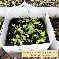 Image result for Xyris capnoides