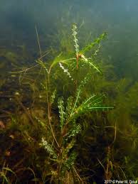 Image result for Potamogeton