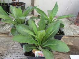 Image result for Lobelia petiolata