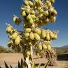 If you have questions on how to grow them and keep as always, remember that you need to pick the right drought resistant flowering plants according to your hardiness zone. 3