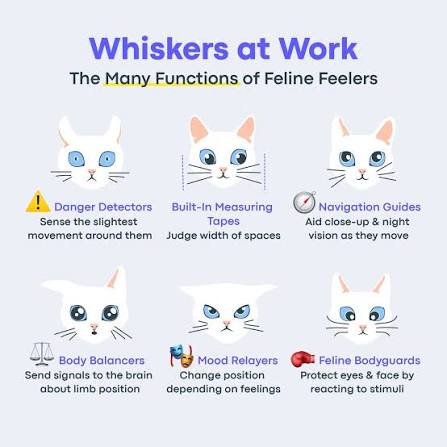 Did you know most cats have 24 whiskers on their face, with 12 on each  cheek? 😸 Whiskers erupt from hair follicles like other hairs, but are  coarser and thicker, with roots