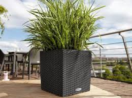 At plantee our range of indoor plants will help to bring life into your home or office. Buy Garden Flower Plant Pots Planters Online From Getpotted