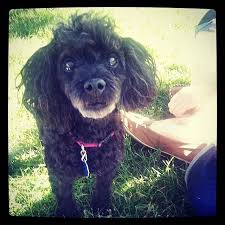 A special place for your special friend, with. Pin On Jessie S Happy Tails