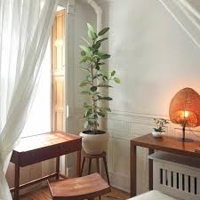 Maybe you would like to learn more about one of these? Is Ficus Audrey The Next Fiddle Leaf Fig The Strategist