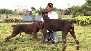Maybe you would like to learn more about one of these? American Dobermann Vs European Dobermann Basic Differences By Royal Soldier Youtube