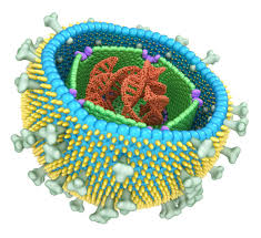Is Epstein Barr Virus To Blame For Cognition In Schizophrenia