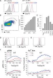 Fig 5 Regulation Of Zap70 Expression During Thymocyte