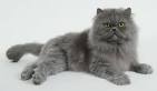 Blue Persian Kittens Photo Gallery - Gray Kittens - Grey ...