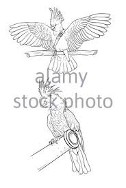 There are tons of great resources for free printable color pages online. Palm Cockatoo And Sulphur Crested Cockatoo Pirate Coloring Page Funny Outline Clipart Illustration Coloring Sheet Stock Photo Alamy
