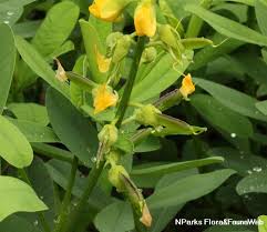 Image result for Crotalaria quarrei
