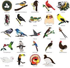 Types Of Birds And Their Meanings Pin By Exsteven Scott On Birds So Beautiful Bird Species Birds Pictures With Names Bird Coloring Pages