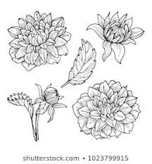 Their eyes and their parted lips were wondering. Dahlia Flowers Line Art Drawing Set Flower Drawing Line Art Drawings Line Art Tattoos