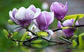Pin On Magnolia