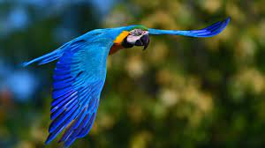 Les grands corbeaux vivent généralement de 10 à 15 ans mais certains individus ont vécu 40 ans. Les Dix Especes Qui Vivent Le Plus Longtemps Au Monde Groupe Swiss Life