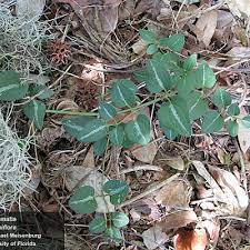 We did not find results for: Center For Aquatic And Invasive Plants University Of Florida Ifas