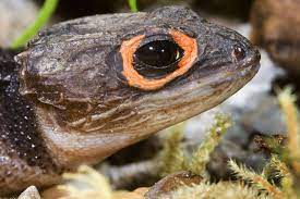 Crocodile Skink Head Shot Crocodile Skink Red Eyed Crocodile Skink Cute Little Animals