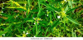 Image result for Leucas deflexa